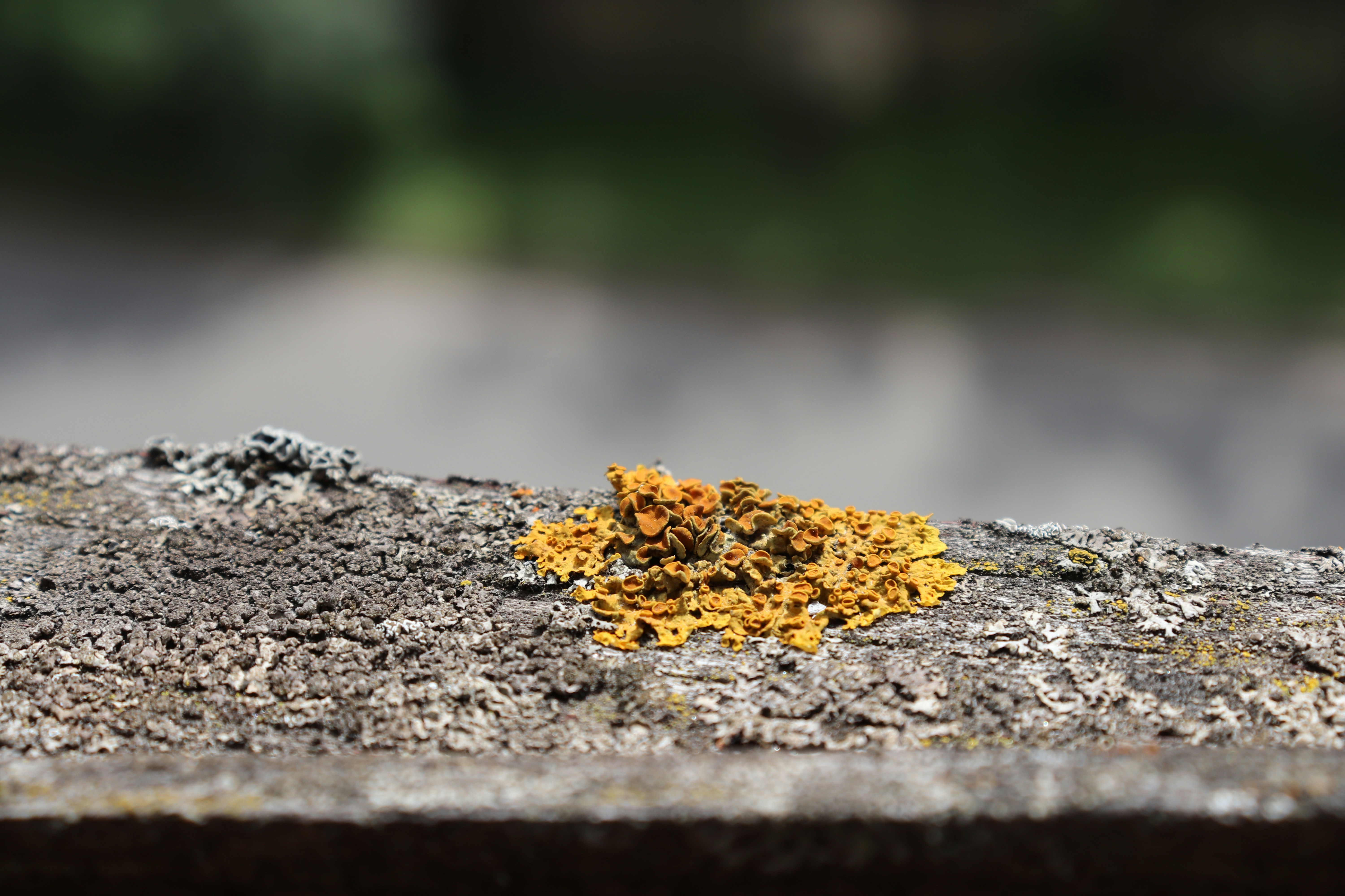 yellow flower on gray concrete surface