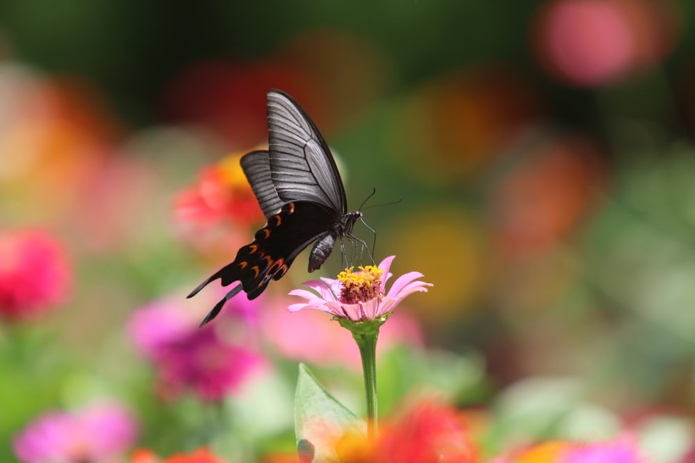 mariposa blanca y negra posada en flor rosa en fotografía de primer plano durante el día