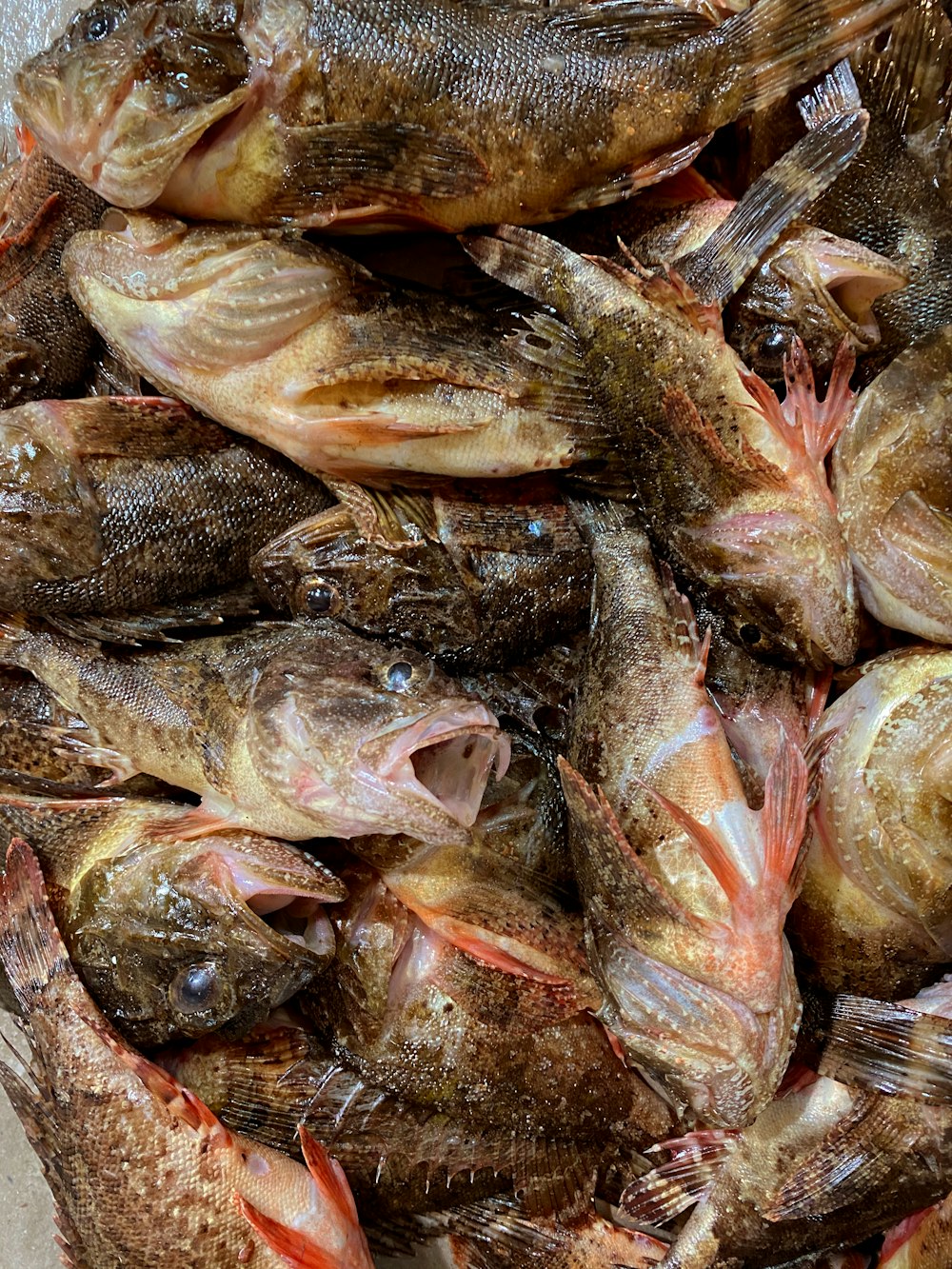 silver and brown fishes on ice