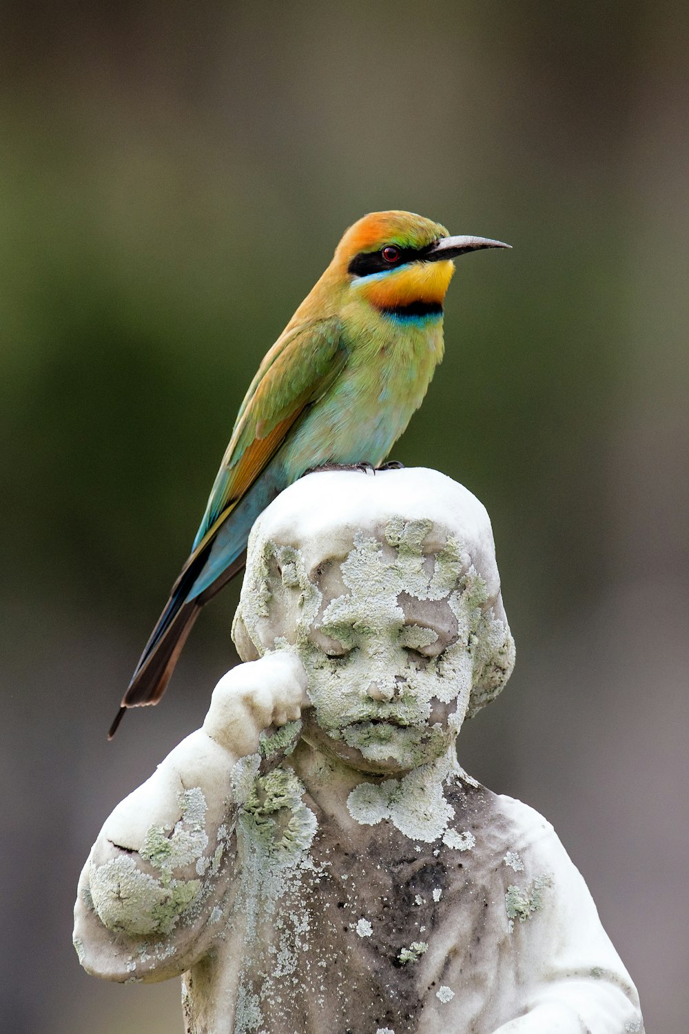 green and brown bird on white rock