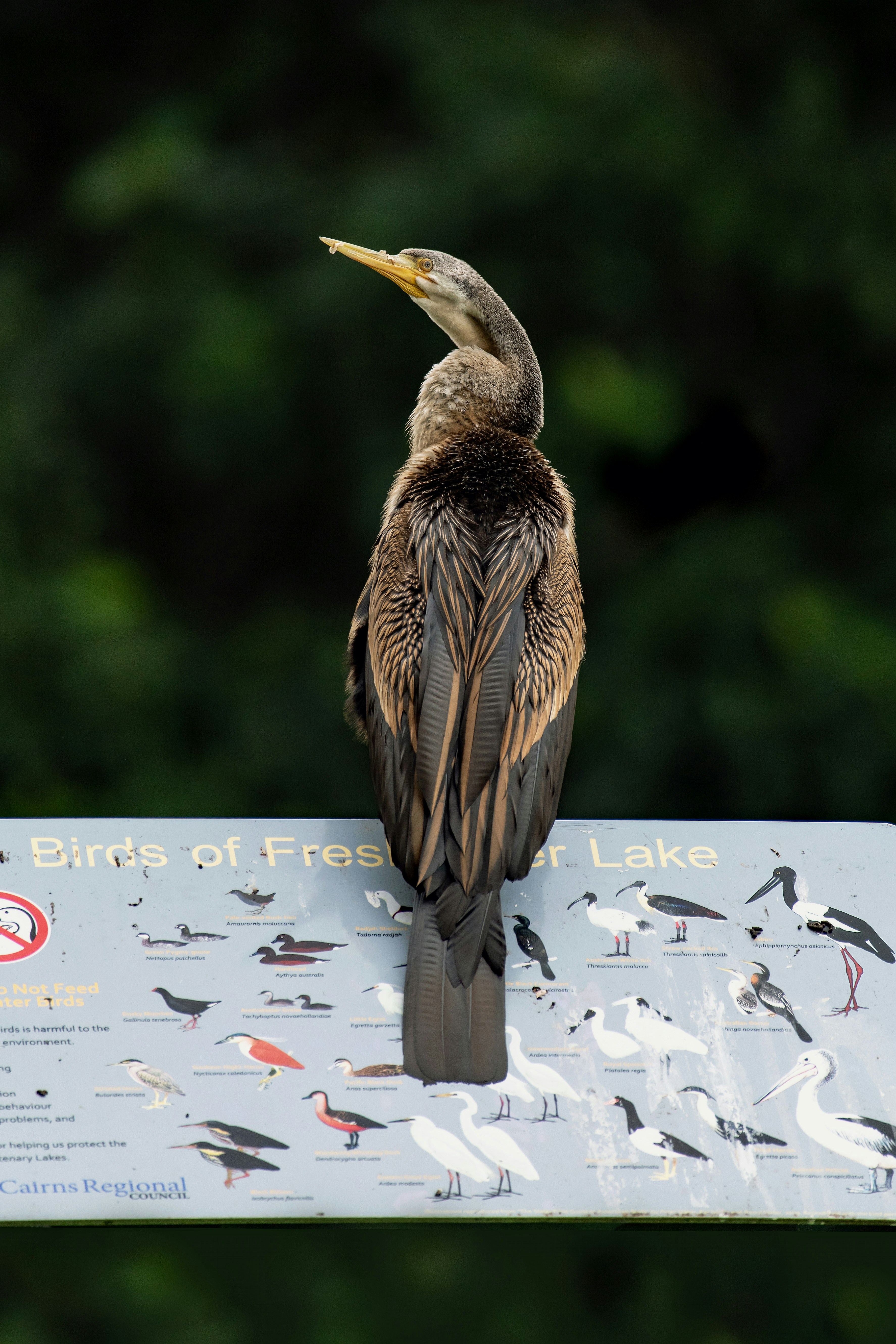 A female Darter or Anhinga sits on top of the bird identification sign at Freshwater Lake in Cairns, Australia. Photo taken with a Nikon D780 and a Nikkor 200-500 mm lens.
