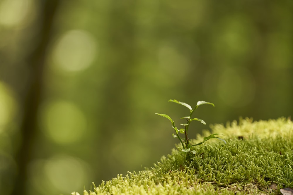 green plant in macro lens