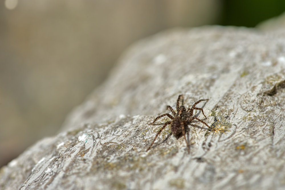 brown spider on brown tree trunk