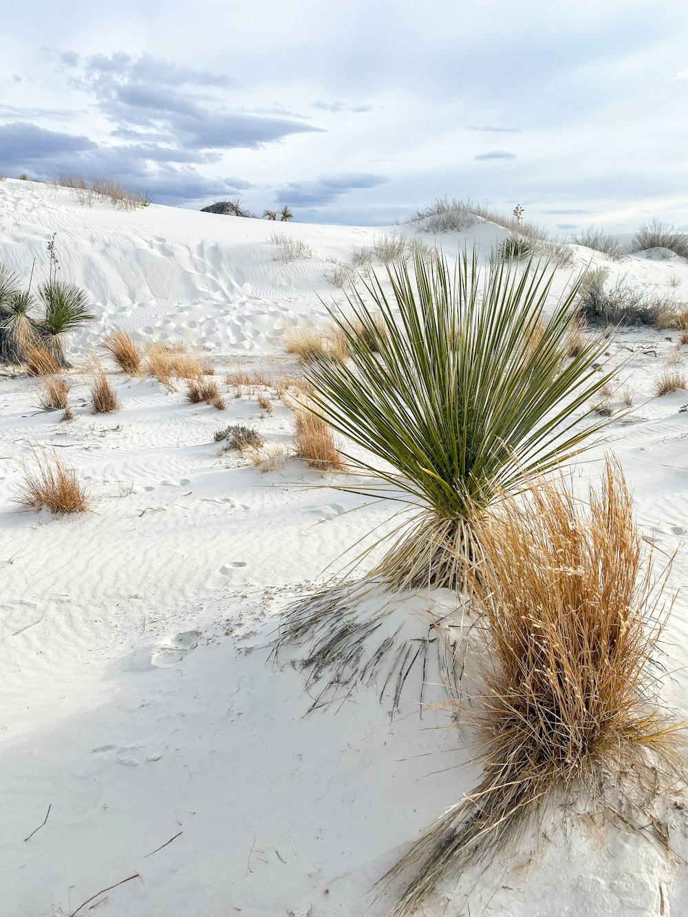 green plant on white snow covered field during daytime