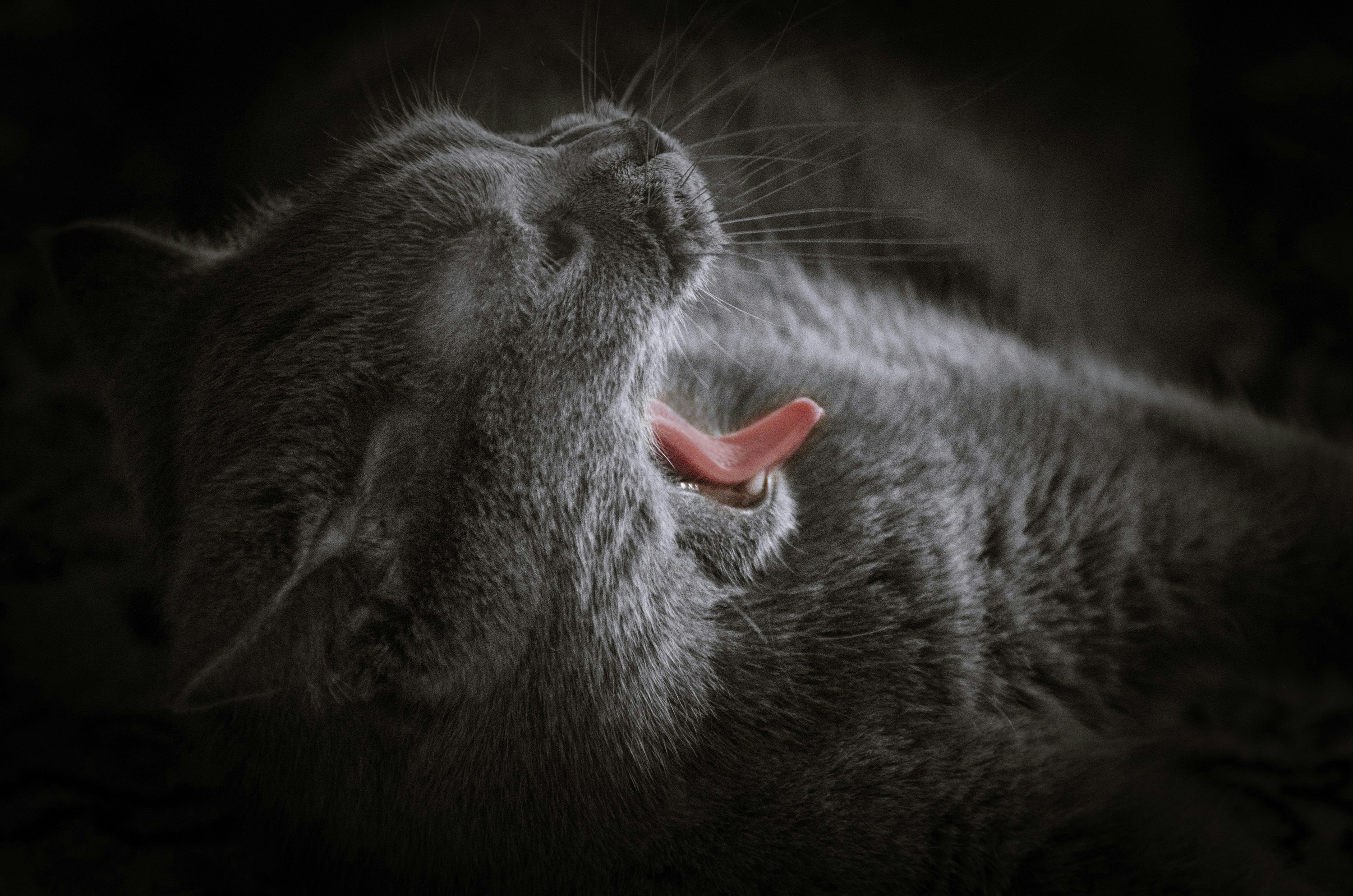 Bruxismo: Como o ranger dos dentes Impacta a Qualidade do Sono e o Que Você Pode Fazer