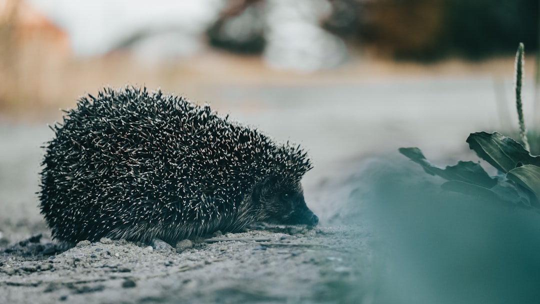 black hedgehog on white sand during daytime