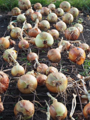 A collection of onions spread out on a metal grid, possibly drying in the sun, with a soil background and some greenery in the distance.