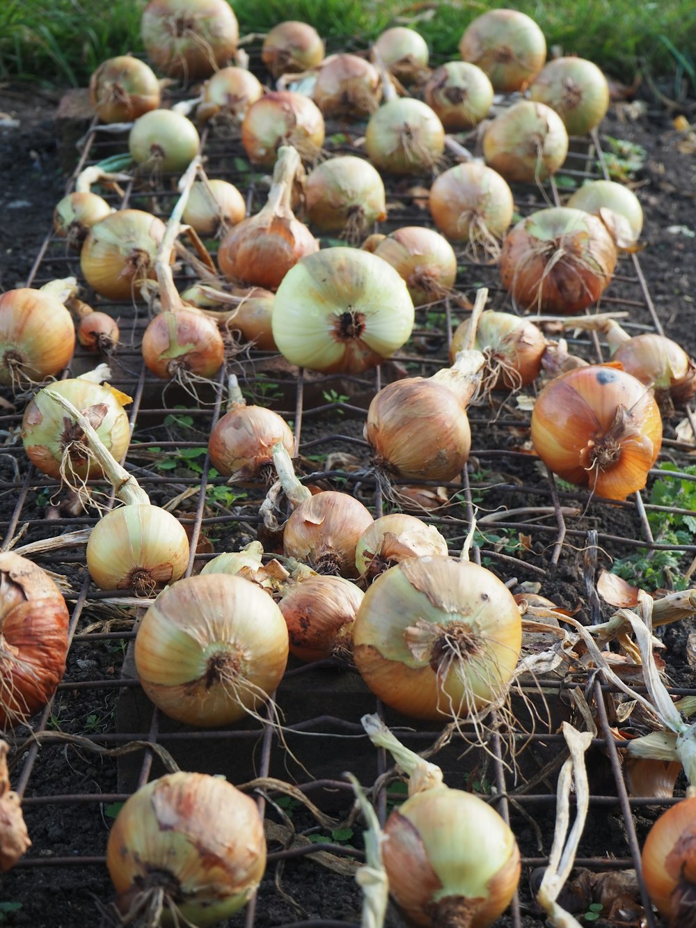 brown and green round fruits