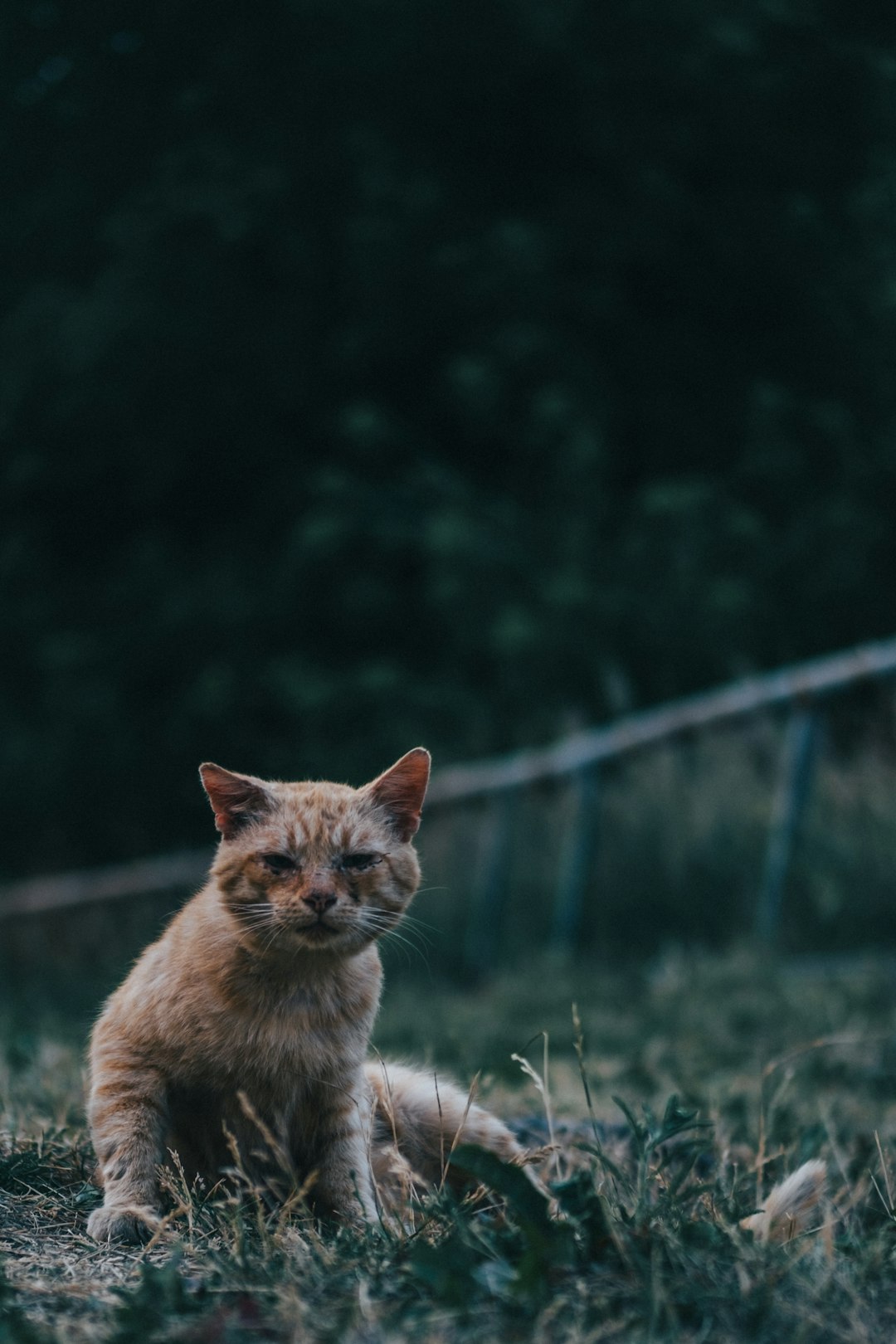 orange tabby cat on green grass during daytime