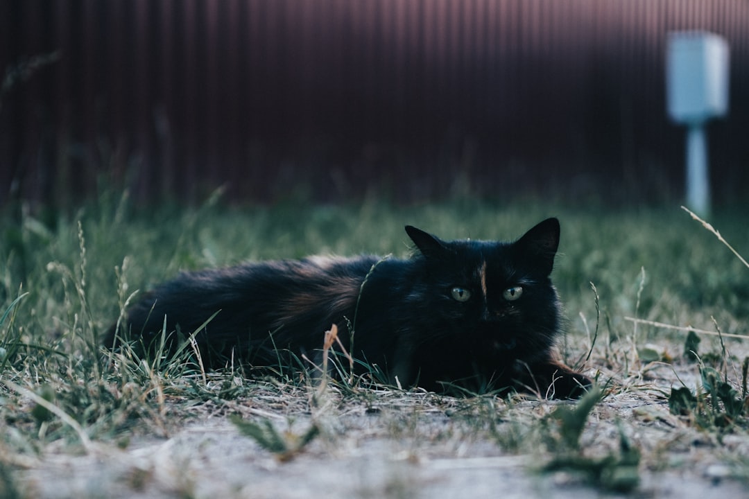 black cat lying on green grass during daytime