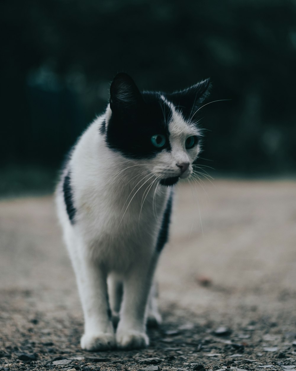 white and black cat on brown soil