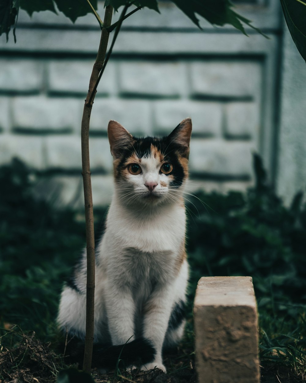 white and brown cat sitting on brown wooden fence