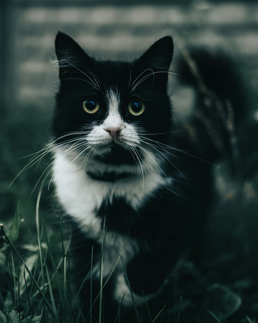 tuxedo cat on green grass