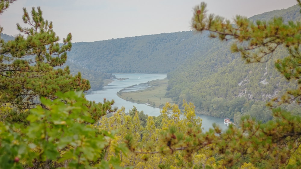 green trees near body of water during daytime