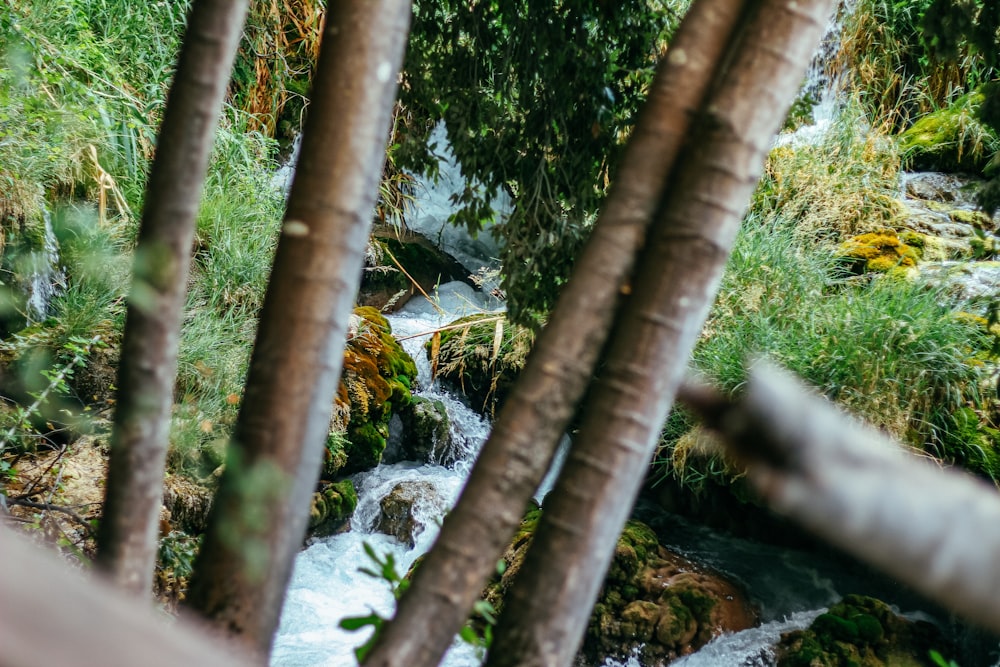 green bamboo tree on green moss covered rock near river during daytime