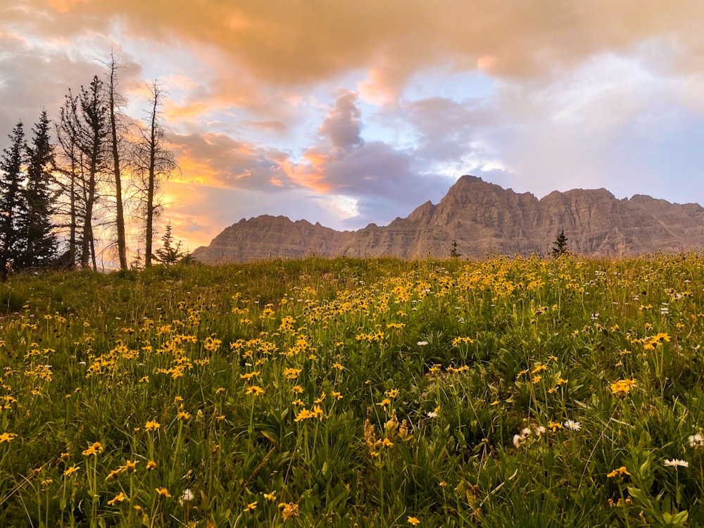 green grass field near mountain under cloudy sky during daytime