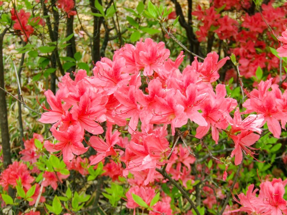 pink flowers in tilt shift lens