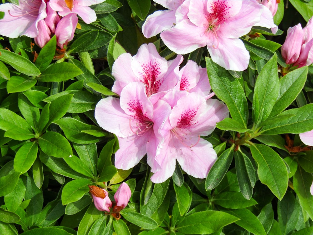 pink flowers with green leaves