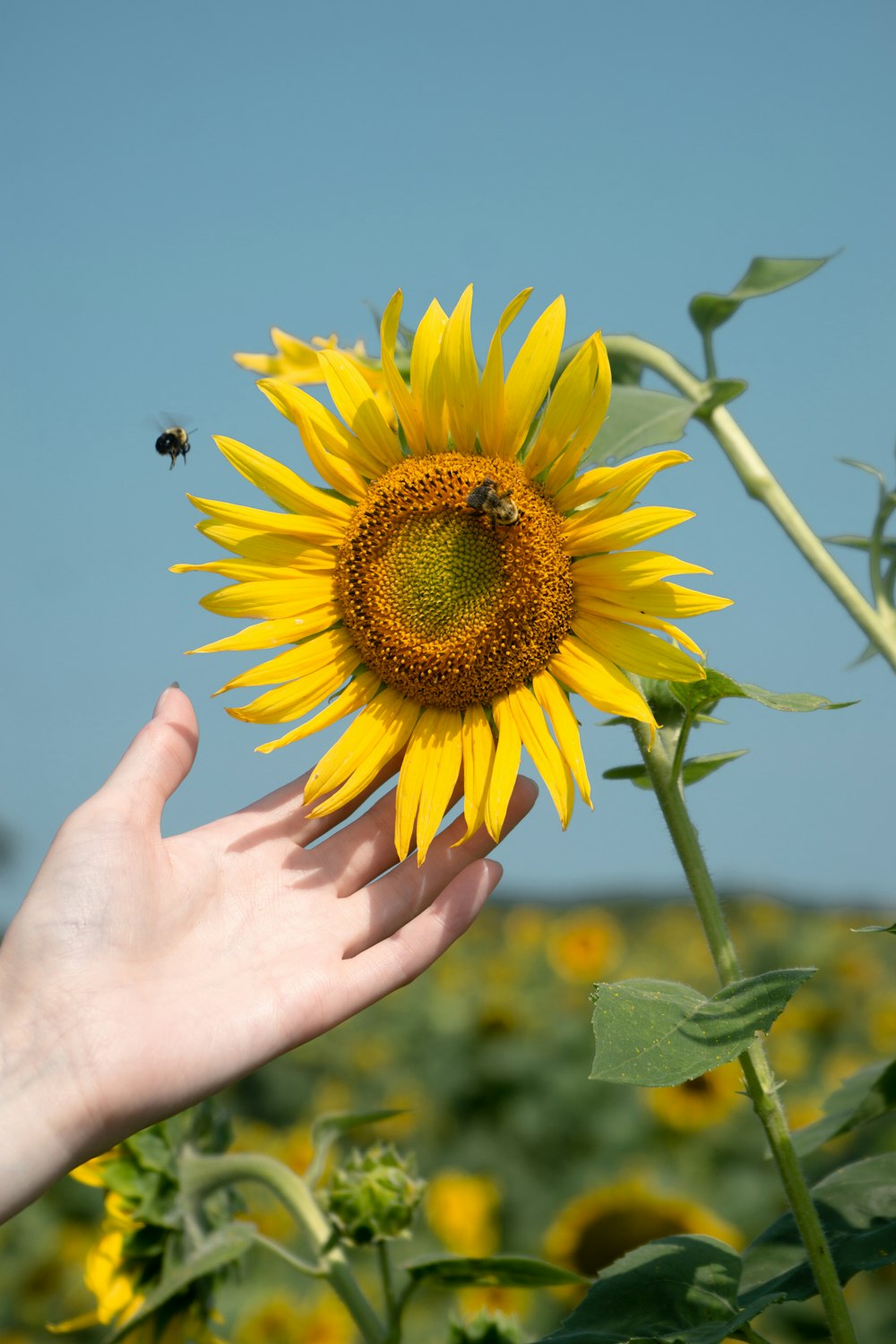 yellow sunflower in bloom during daytime