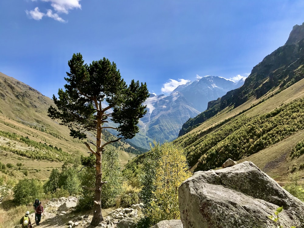 green trees on mountain during daytime