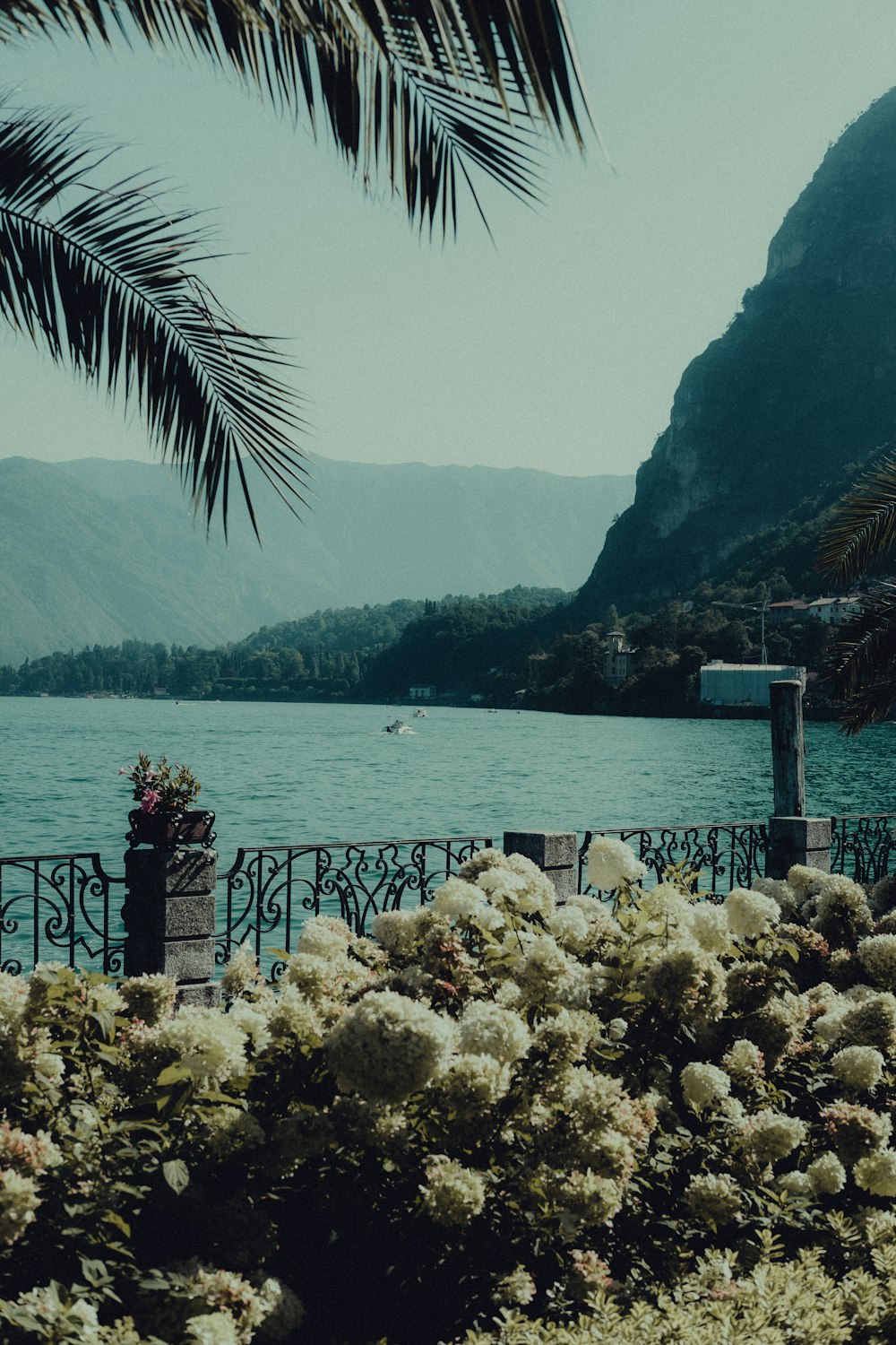 green palm tree near body of water during daytime