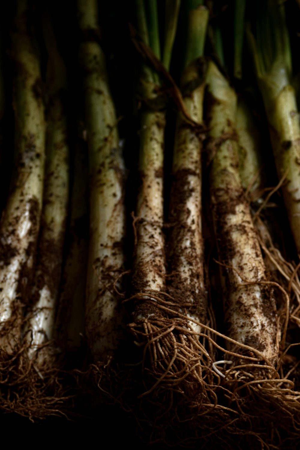 brown and green bamboo sticks