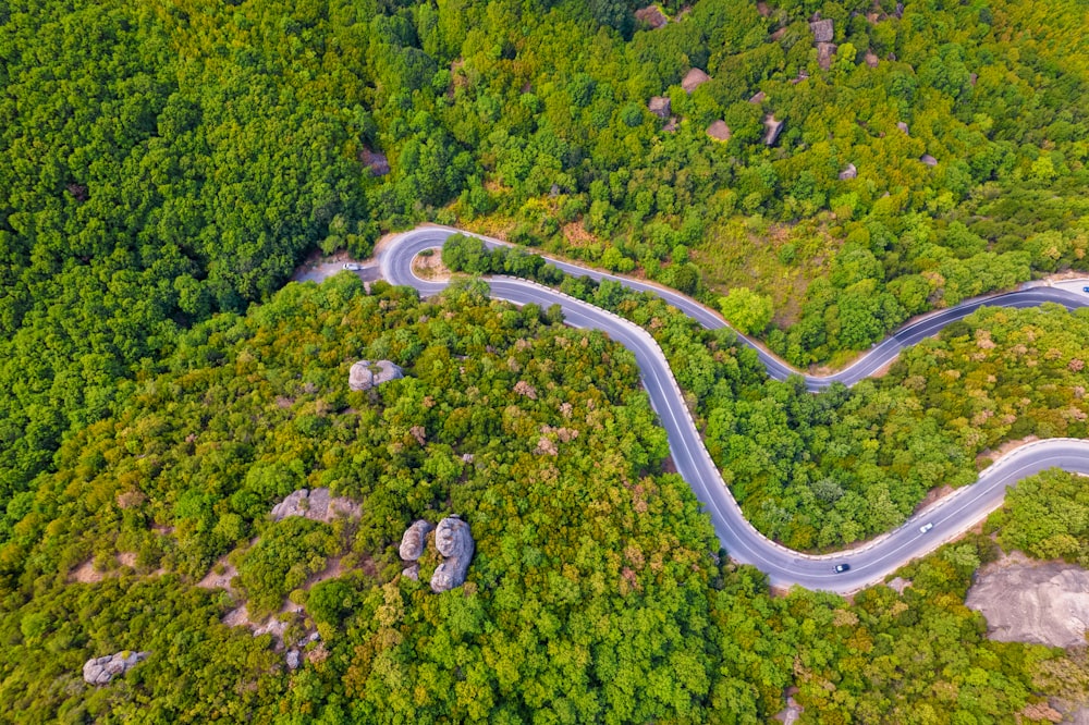 aerial view of green trees and road