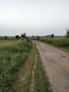 A quiet rural dirt road leading to a large green pasture with a few scattered trees.