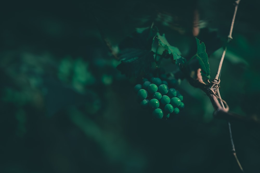 green round fruit in close up photography