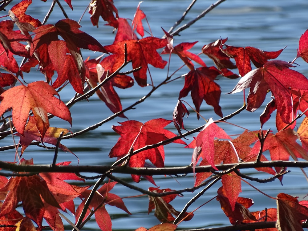 red leaves on brown tree branch