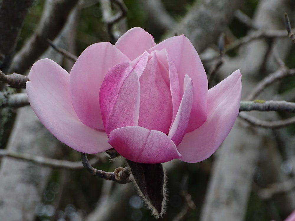 pink flower on brown tree branch