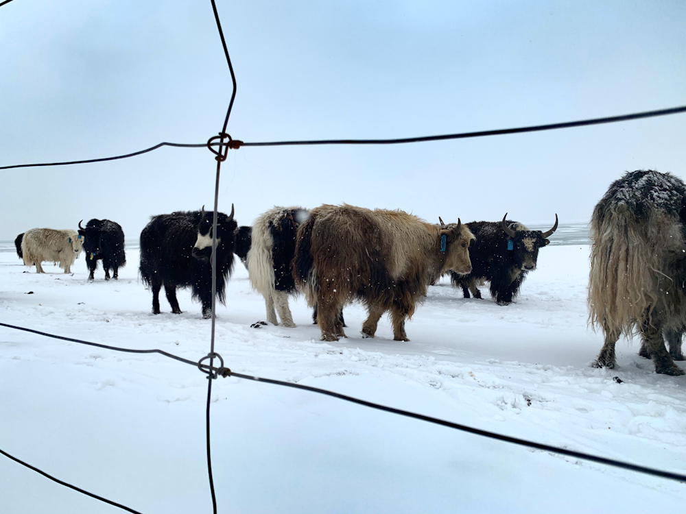 black and white cow on snow covered ground during daytime