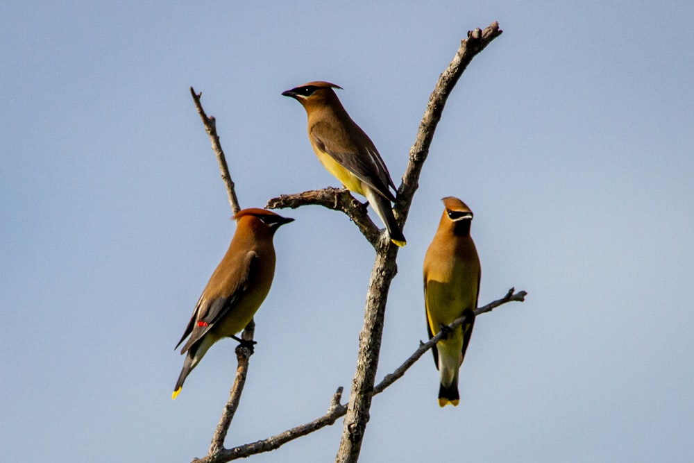 three birds on brown tree branch during daytime
