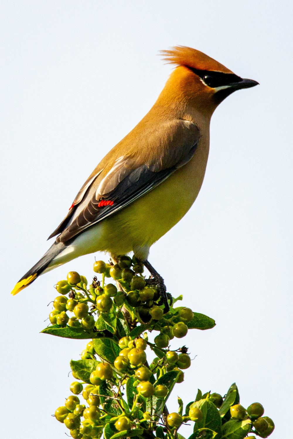 yellow black and red bird perched on green plant