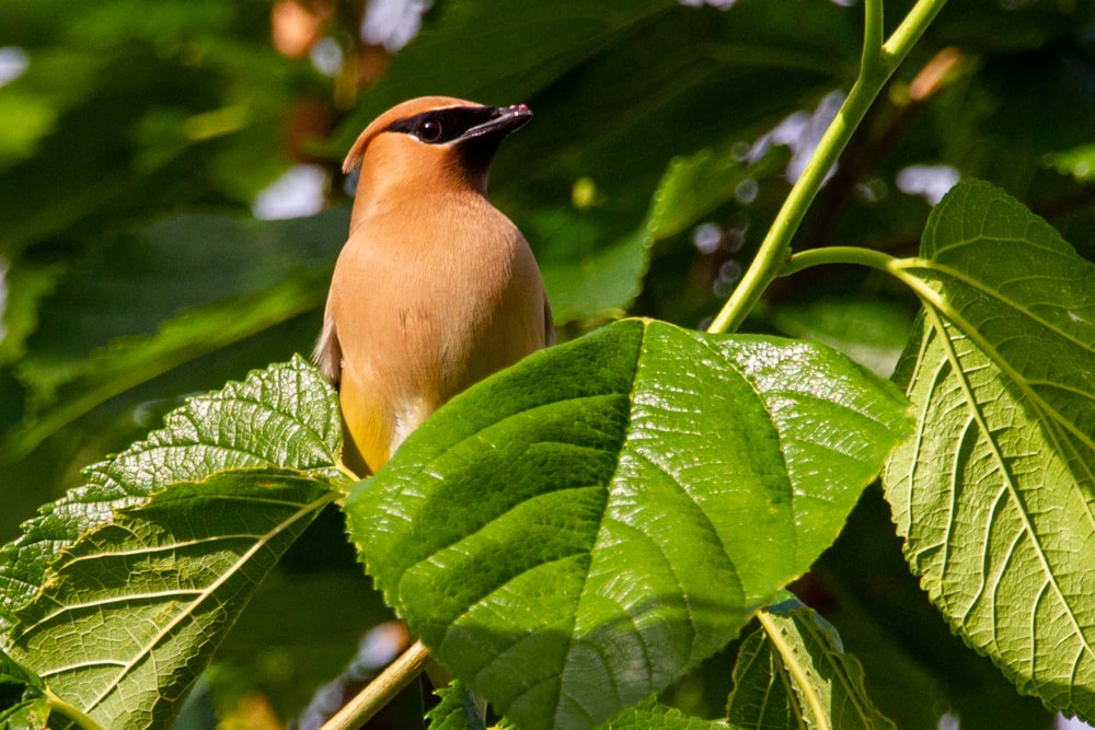 brown bird on green leaf