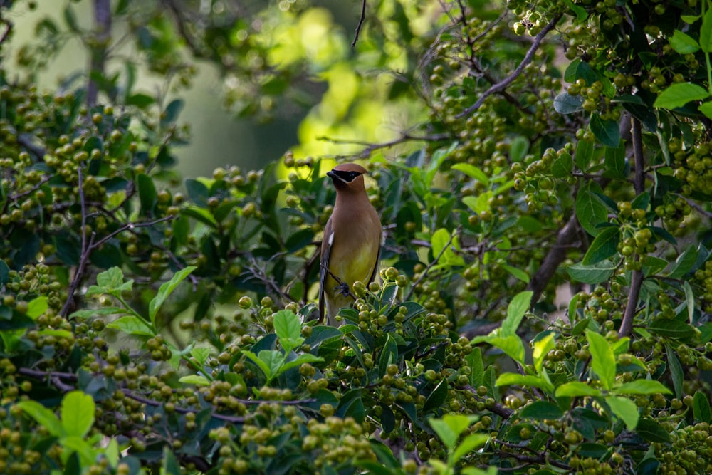 yellow and black bird on tree branch during daytime