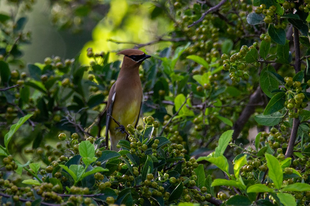 yellow and brown bird on tree branch during daytime