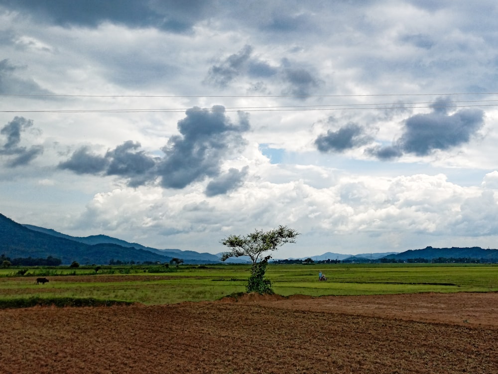 green tree on brown grass field under white clouds during daytime