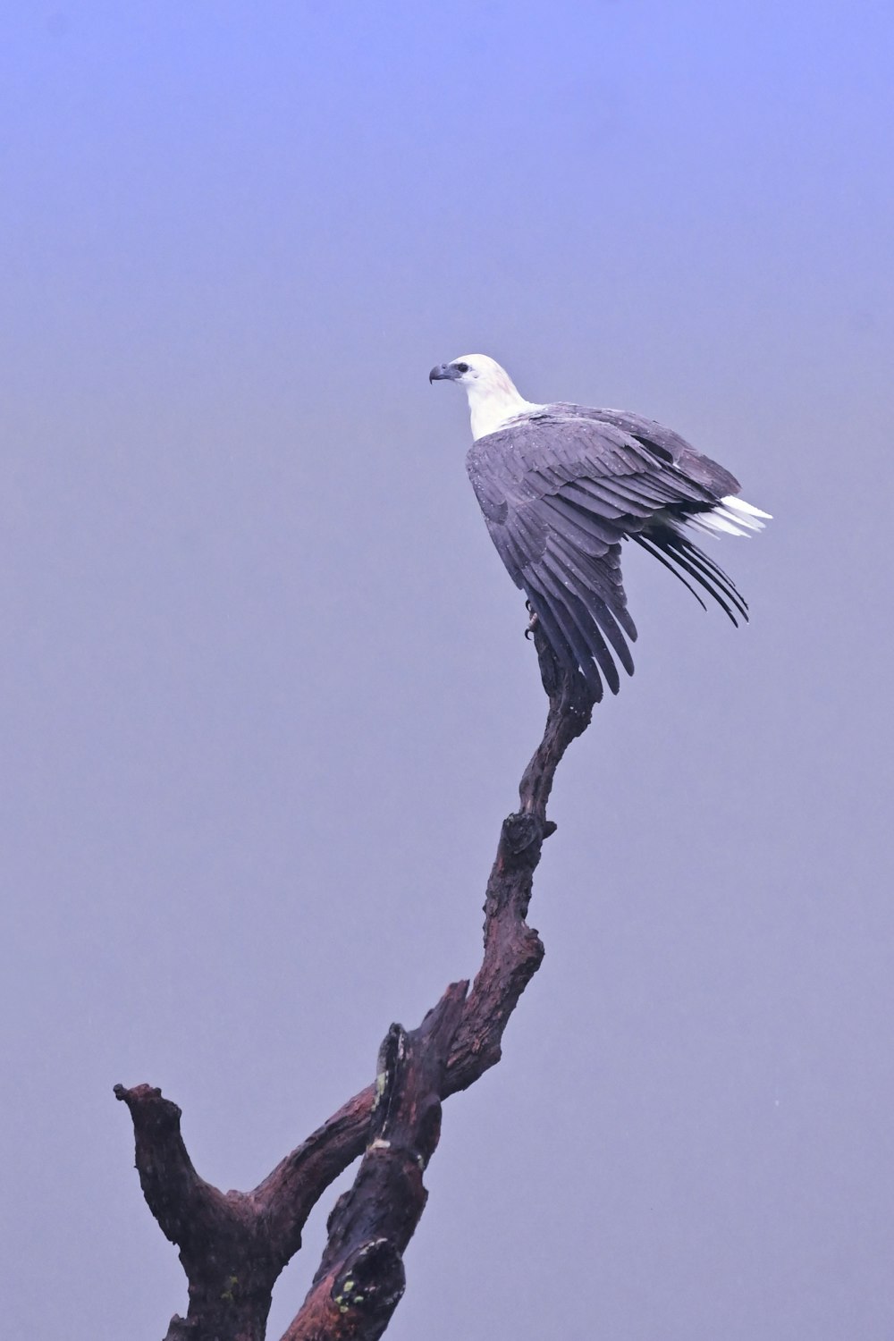 white and gray bird on brown tree branch