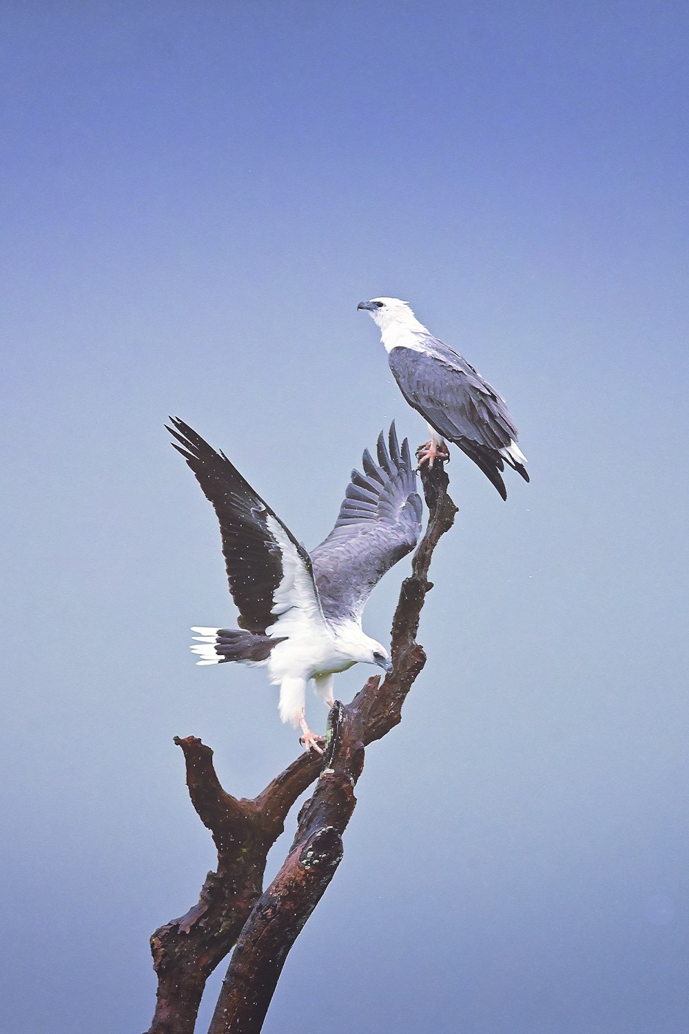 white and gray bird on brown tree branch