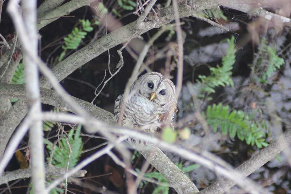 owl perched on tree branch during daytime