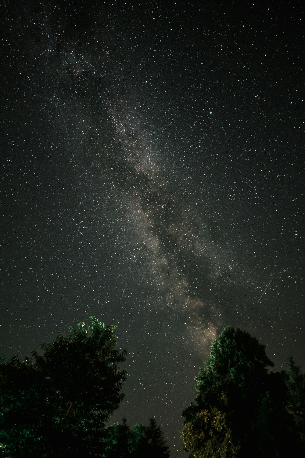 green trees under starry night