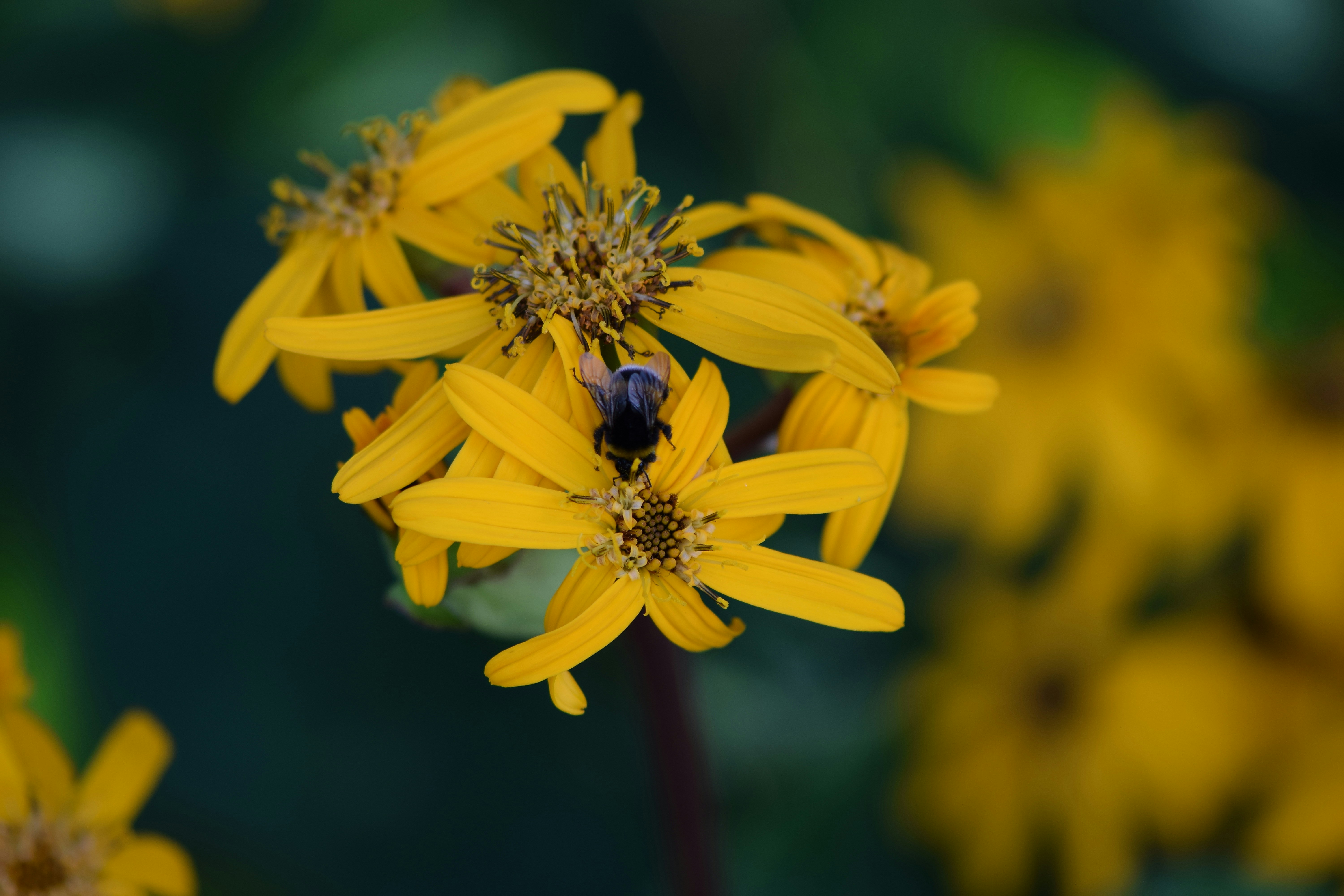 Photo by copper_goddess