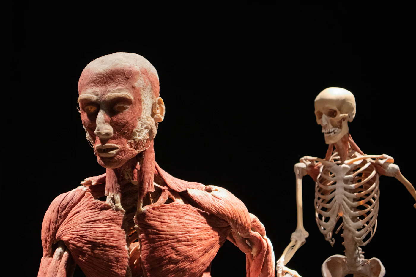 Human anatomy — skeleton, muscles, and nerves