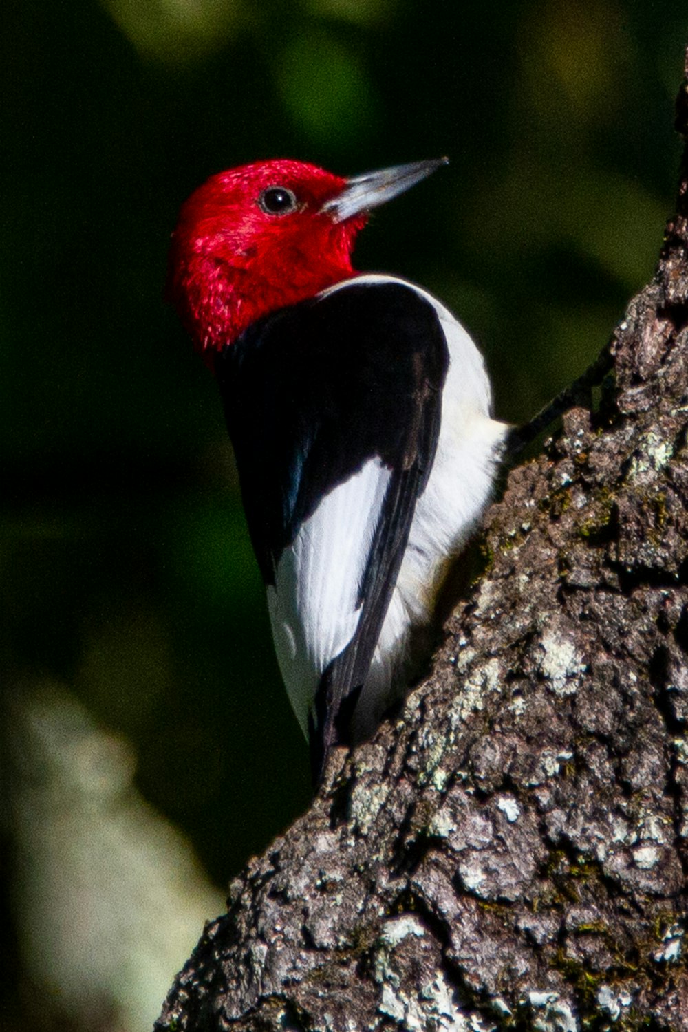 red white and black bird on brown tree branch