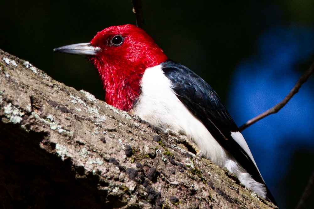 red white and black bird on brown tree branch