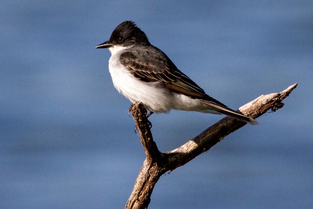 white and black bird on brown tree branch