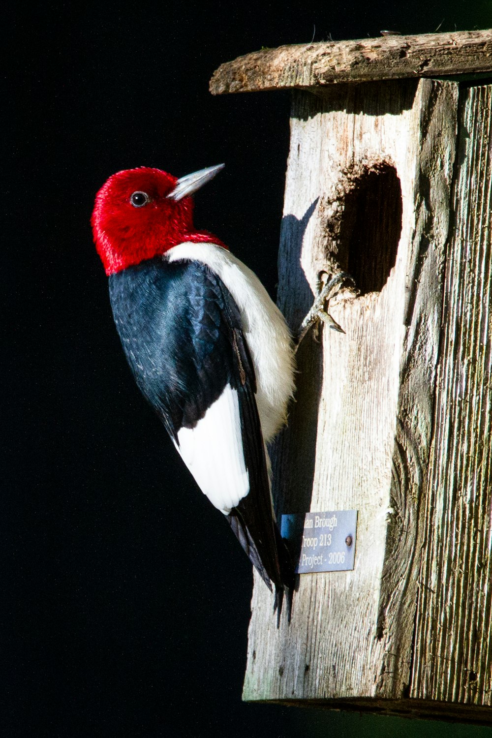 oiseau noir blanc et rouge sur tronc d’arbre en bois brun