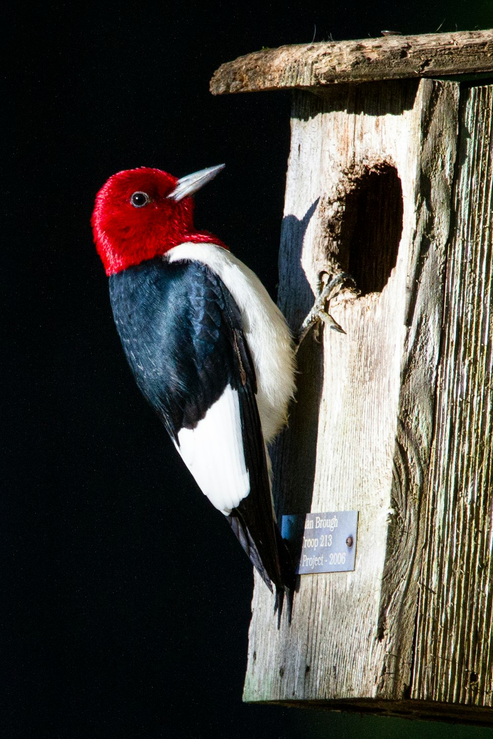 pájaro negro, blanco y rojo en tronco de árbol de madera marrón