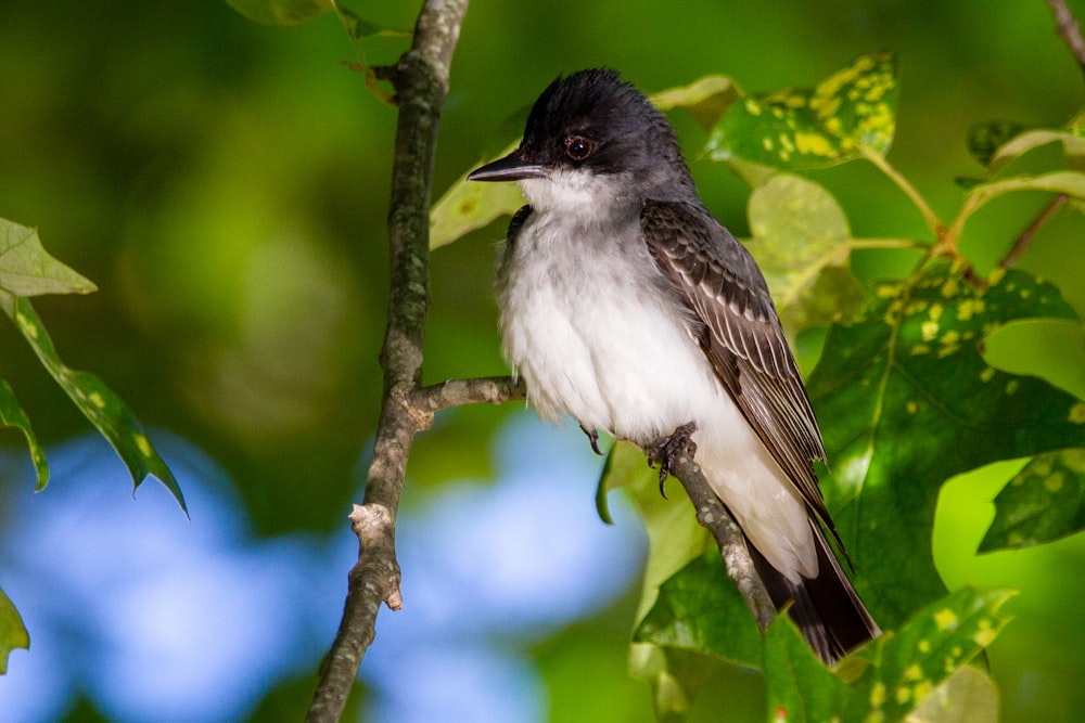 white and black bird on tree branch